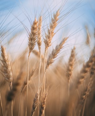 Eighteenth Sunday in Ordinary Time_C_2020_image