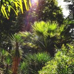 palm-trees-705843_1280