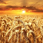 Wheat_Field