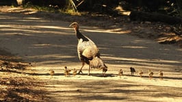 wild-turkeys